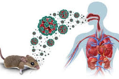 Hanta Viruses