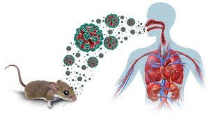 Hanta Viruses