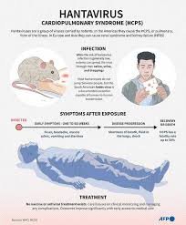 About Hantavirus
